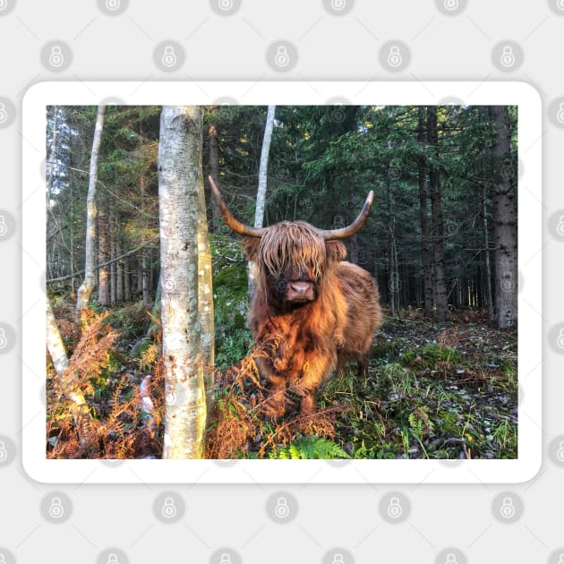 Scottish Highland Cattle Cow 2135 Sticker by SaarelaHighland